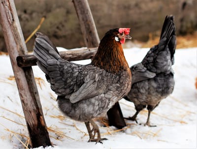 History of the Icelandic Chicken