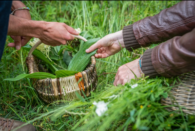 AIMONS LES HERBES FOLLES