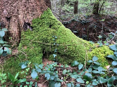 Les murmures de la forêt.