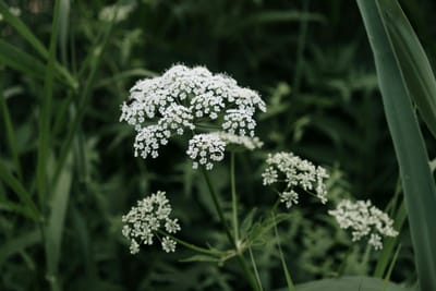 "Quand les plantes ont envie de nous parler... !"