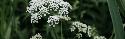 "Quand les plantes ont envie de nous parler... !"
