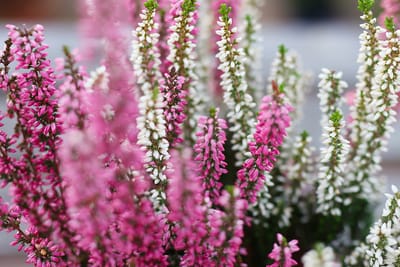 "Quand les plantes ont envie de nous parler... !"