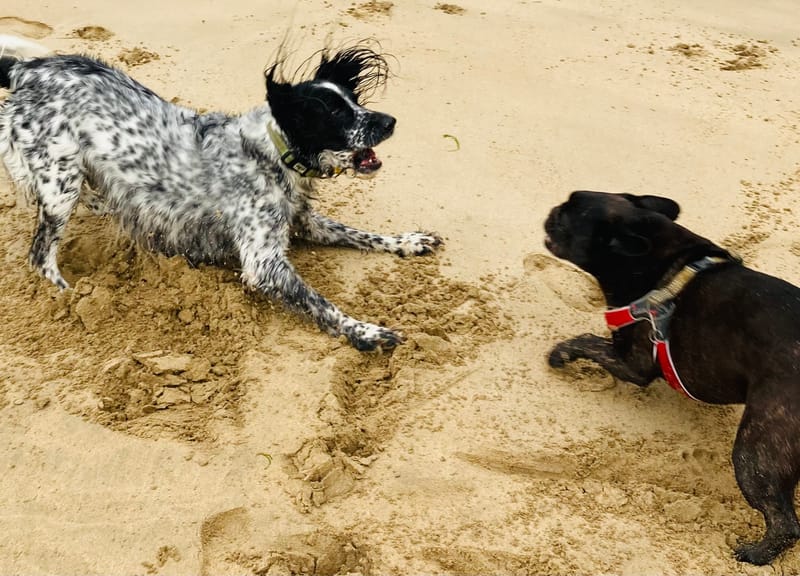 DOG WALKING / POP INS