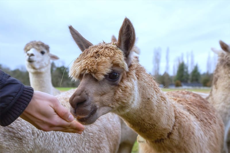 Tiergestütztes Erleben mit Alpakas und Pferden