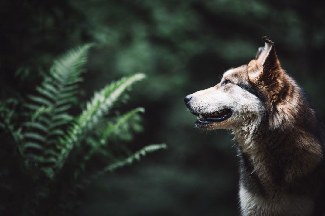 Pets & Purpose
