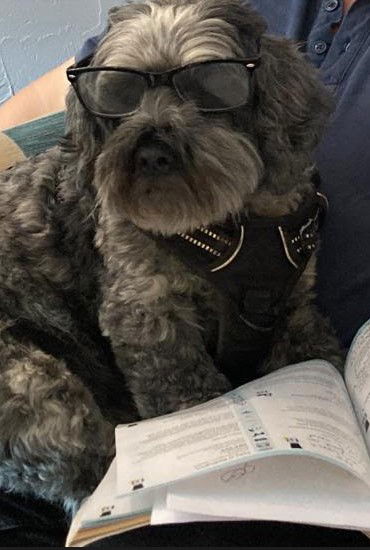 Dog reading FAQs List