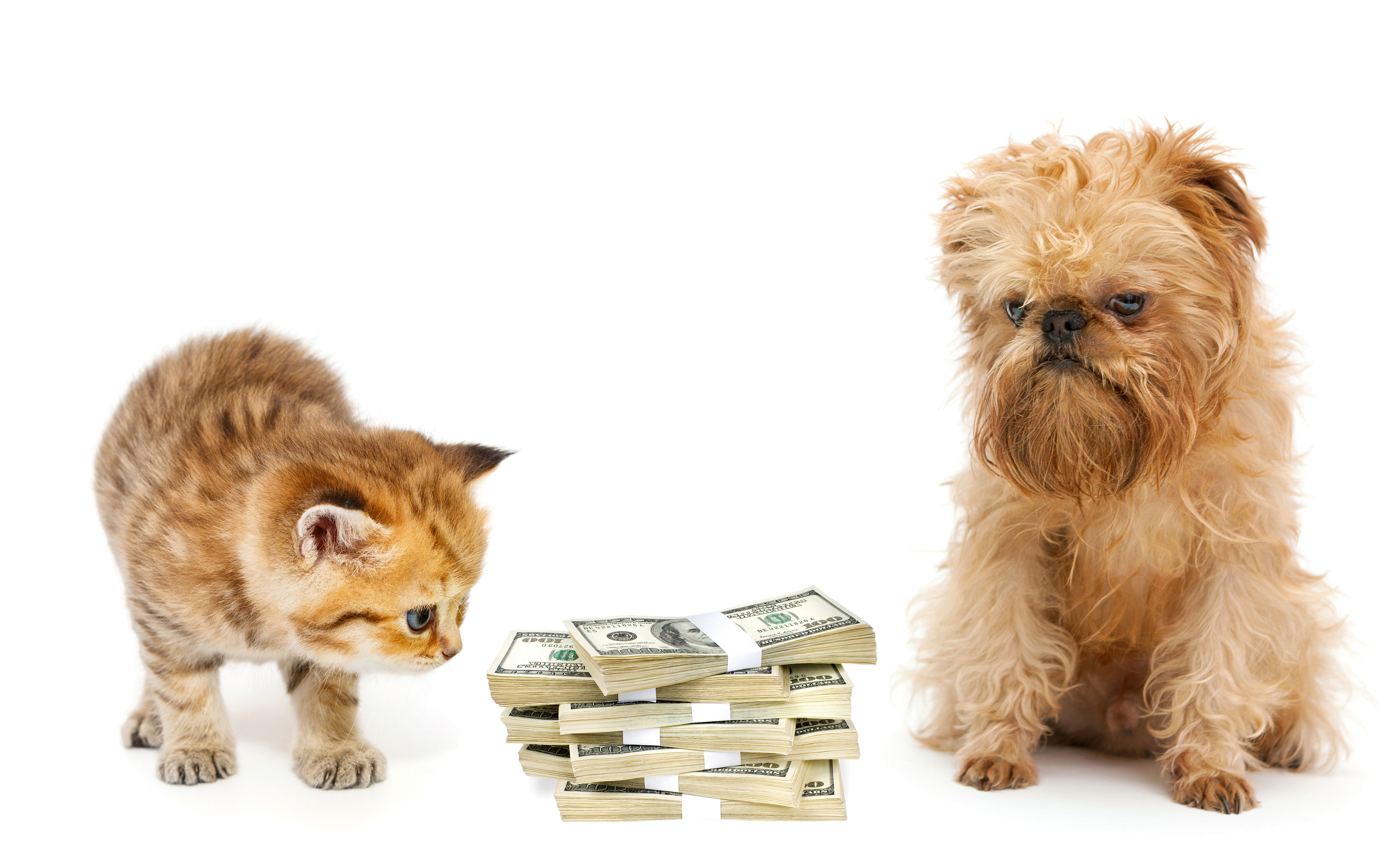 Rich cat & dog