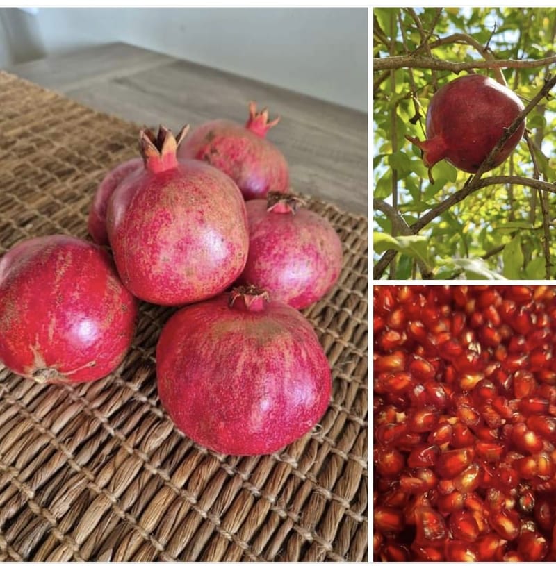 סוכות תשפ"ה