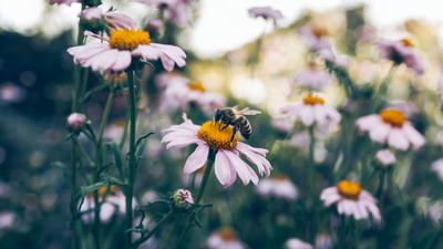 למצות או לא להיות