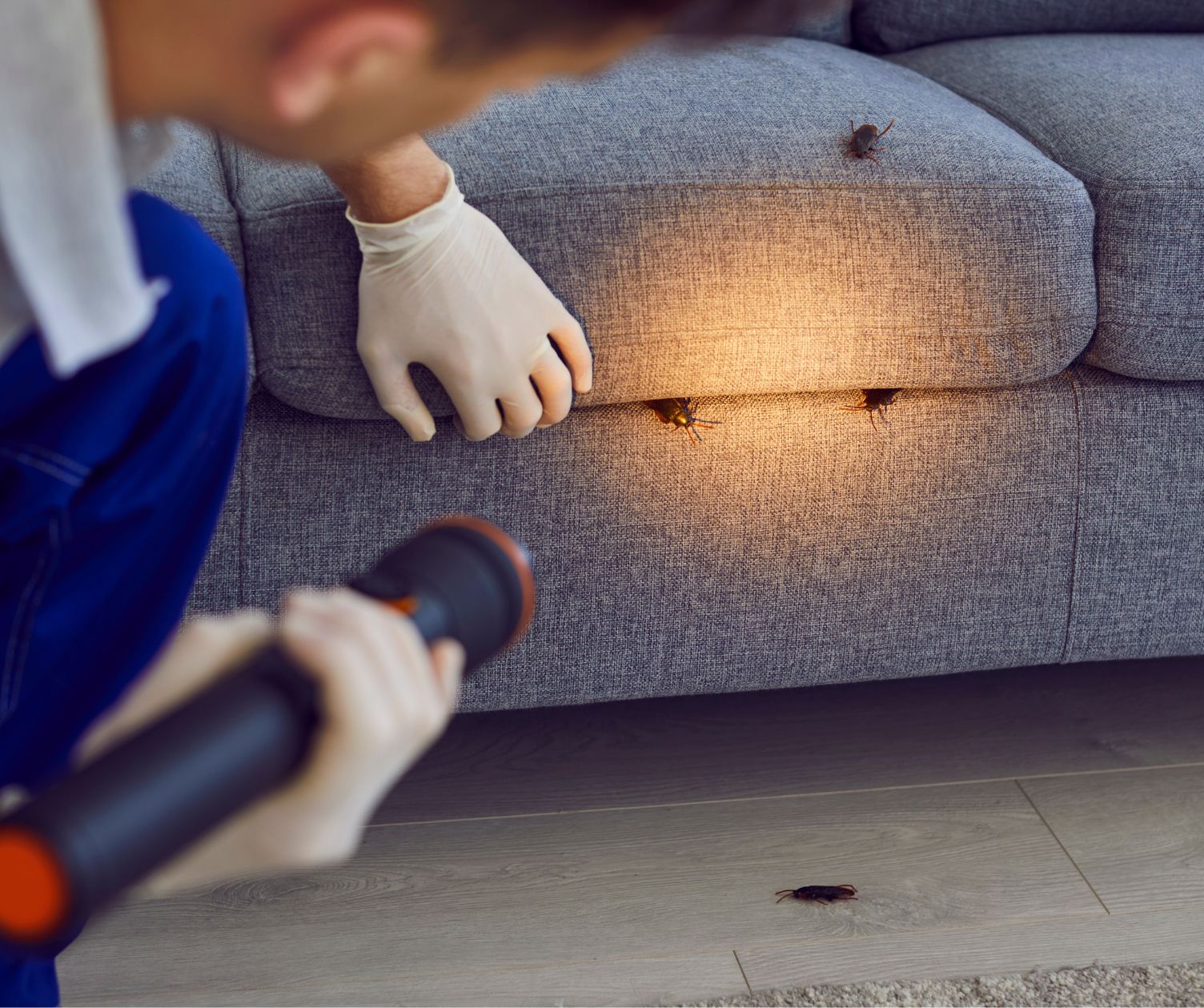 شركة مكافحة حشرات بالمزاحمية