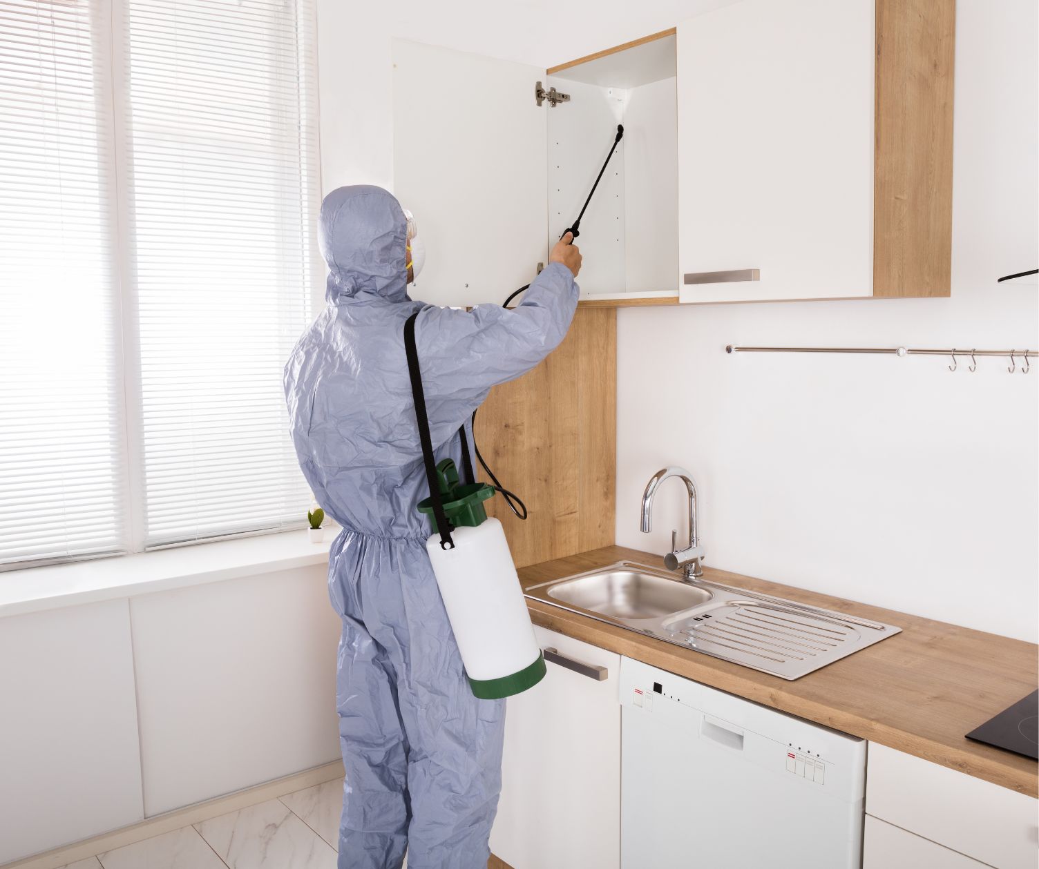 شركة مكافحة حشرات جنوب الرياض