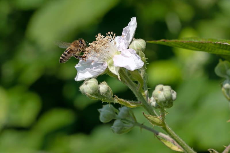 Sommerhonig im 14 kg Eimer