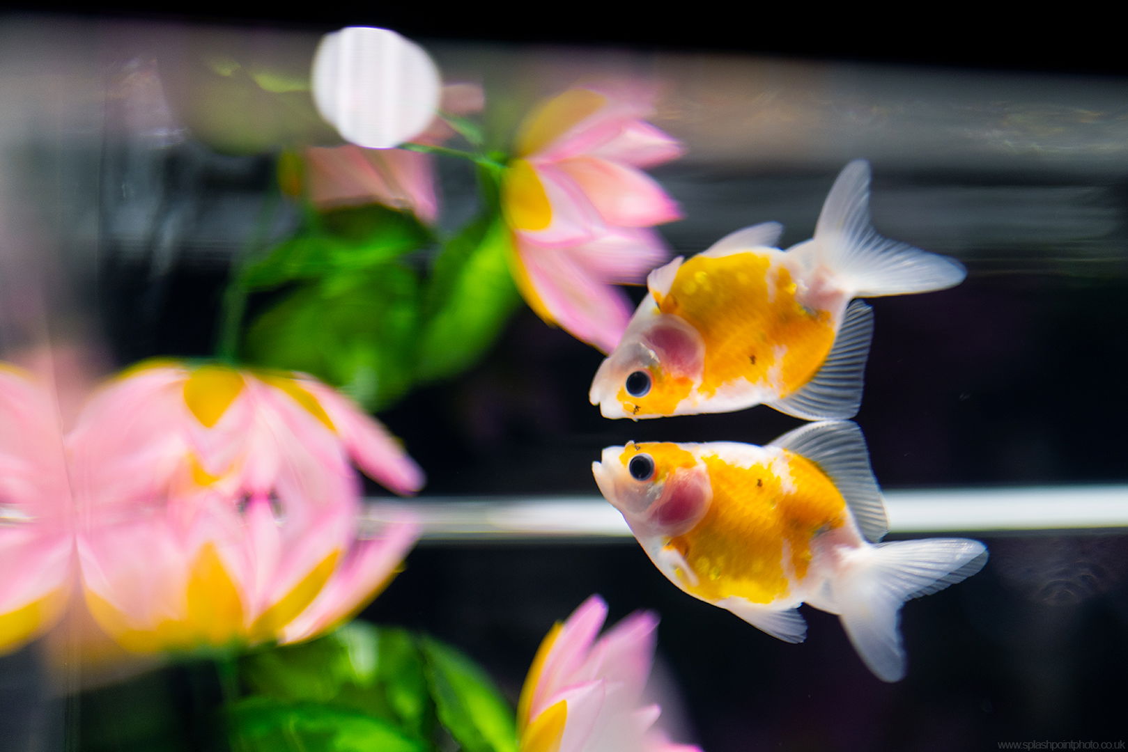 The Art Aquarium, Ginza, Tokyo, Japan