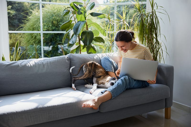 The Virtual Dog Training Program