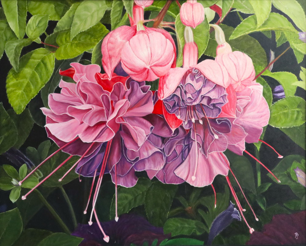 Fuchsias