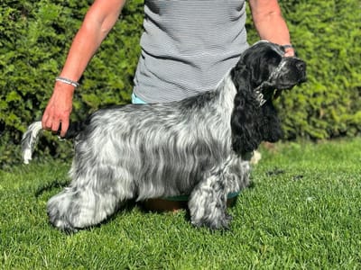 Utstilling juni/juli 2024