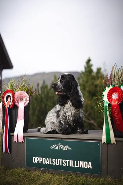 Oppdalsutstillingen 2024