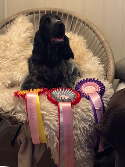 Utstilling Molinna Gran, dommer Ann Stavdal 2025