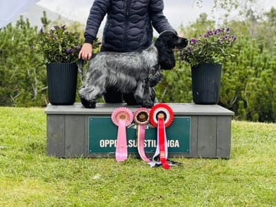 UTSTILLINGER VÅR/SOMMER 2025