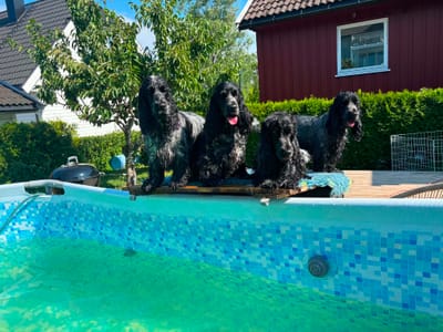 Sommeren hos oss!