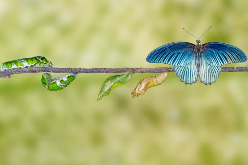 מטמורפוזה - מותו של הגולם ולידתו של הפרפר