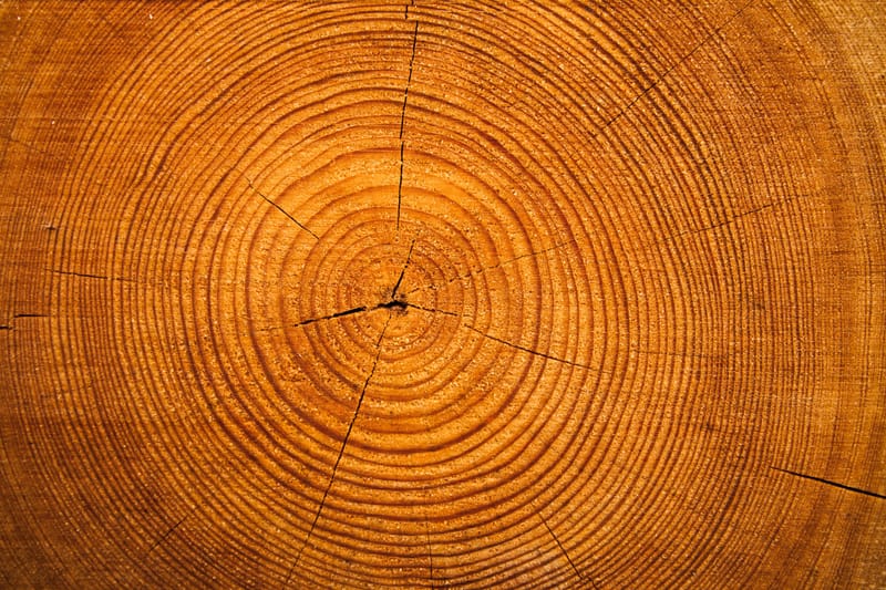 על חוסן ועצים