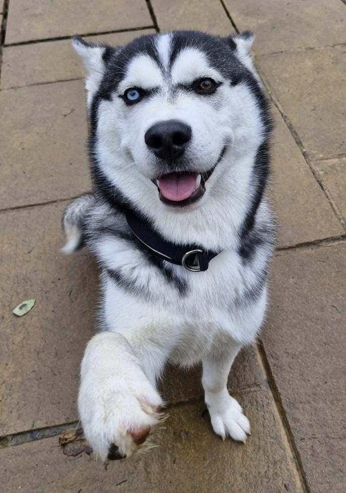 Chase, a 2 years old unknown Siberian Husky available for adoption from Midlands Dog Rescue in Northamptonshire