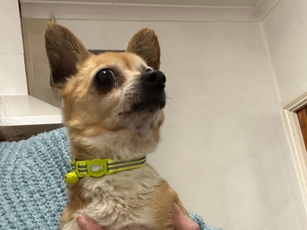 Jill, a 8 years old unknown Chihuahua available for adoption from Midlands Dog Rescue in Northamptonshire