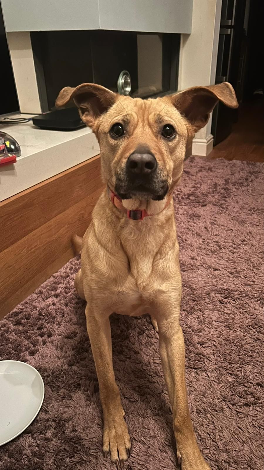 Popcorn, a 2 years old unknown Labrador available for adoption from Midlands Dog Rescue in Northamptonshire