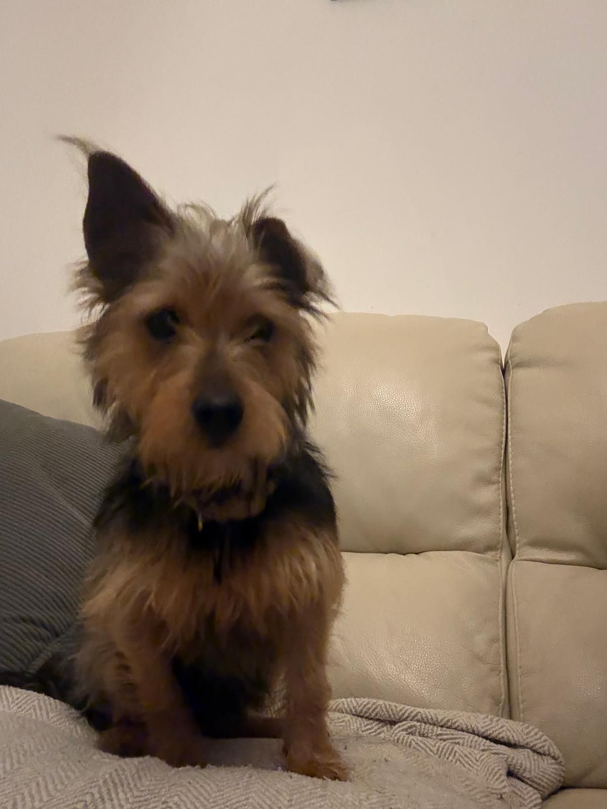 Yasmin, a 2 years old unknown Yorkshire Terrier available for adoption from Midlands Dog Rescue in Northampton, Northamptonshire