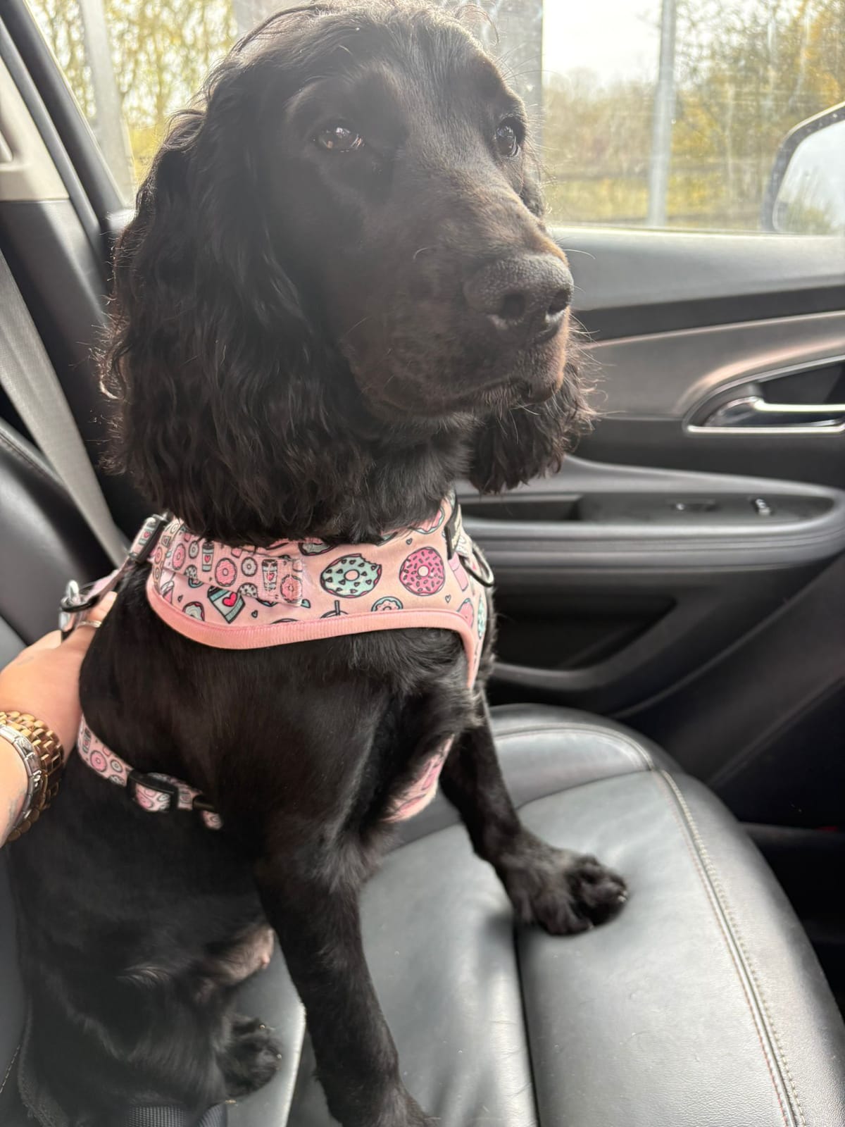 Bella, a 2 years old unknown Cocker Spaniel available for adoption from Midlands Dog Rescue in Northamptonshire