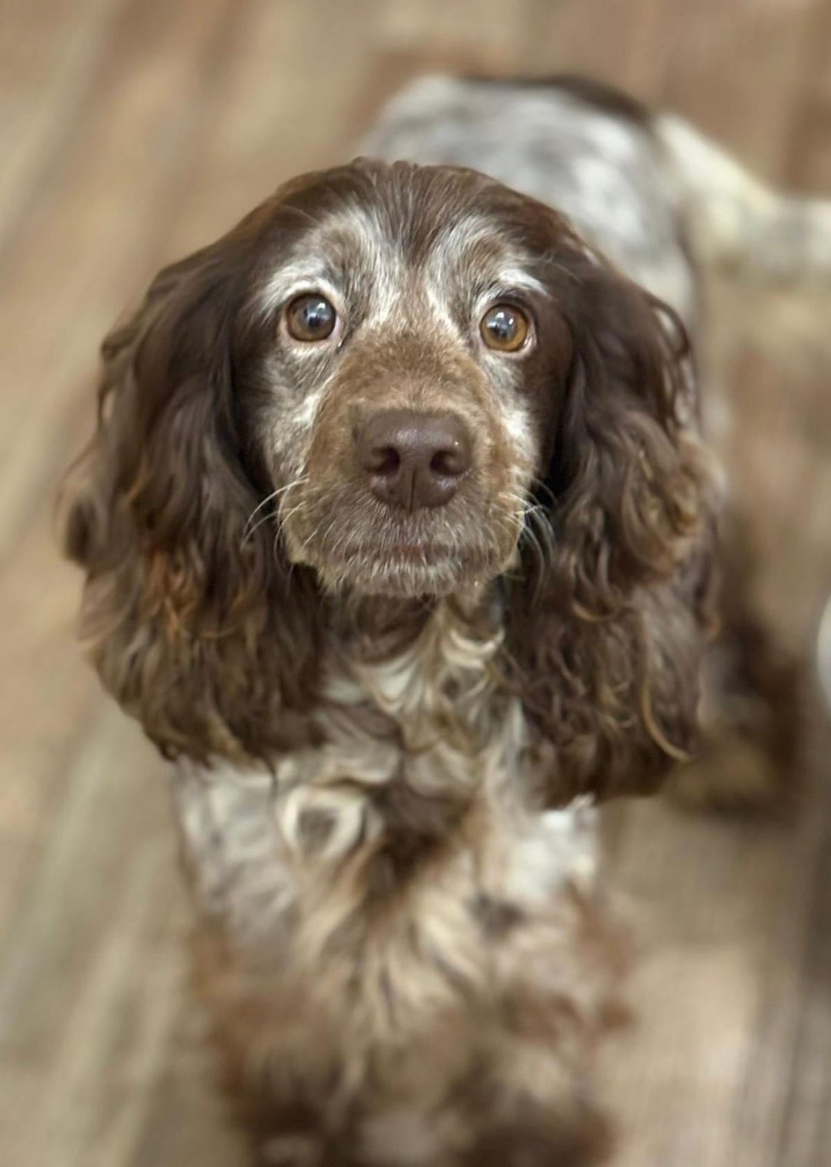 Roxy, a 5 years old unknown Cocker Spaniel available for adoption from Midlands Dog Rescue in Northampton, Northamptonshire