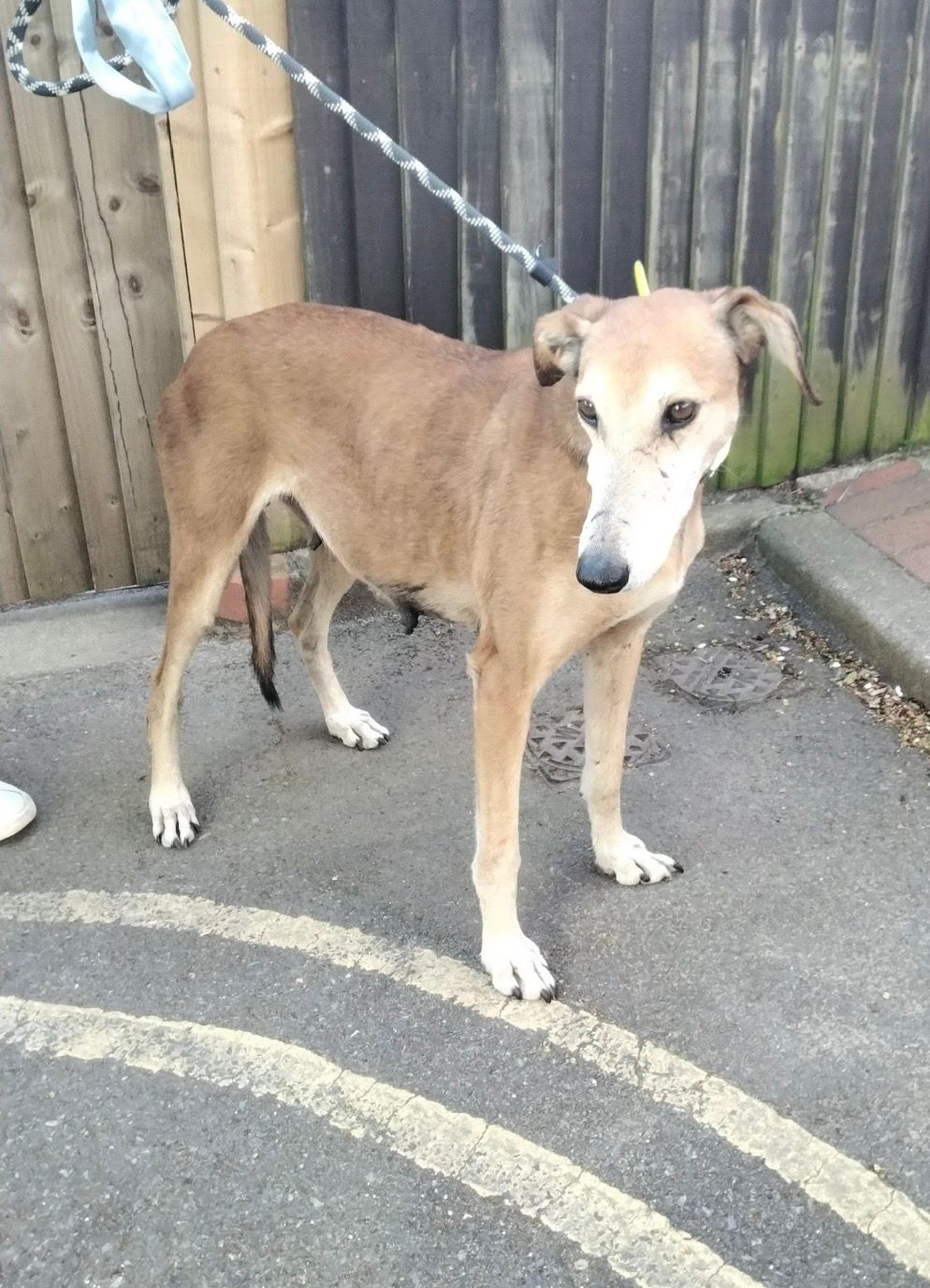 Sarabi, a 9 years old female Crossbreed available for adoption from Midlands Dog Rescue in Northamptonshire