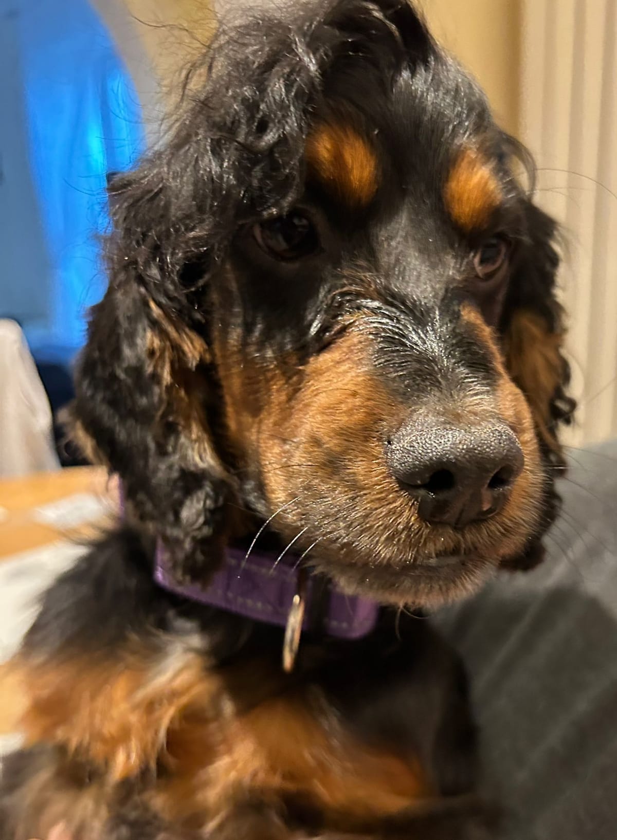 Willow, a Unknown old unknown King Charles Spaniel available for adoption from Midlands Dog Rescue in Northamptonshire