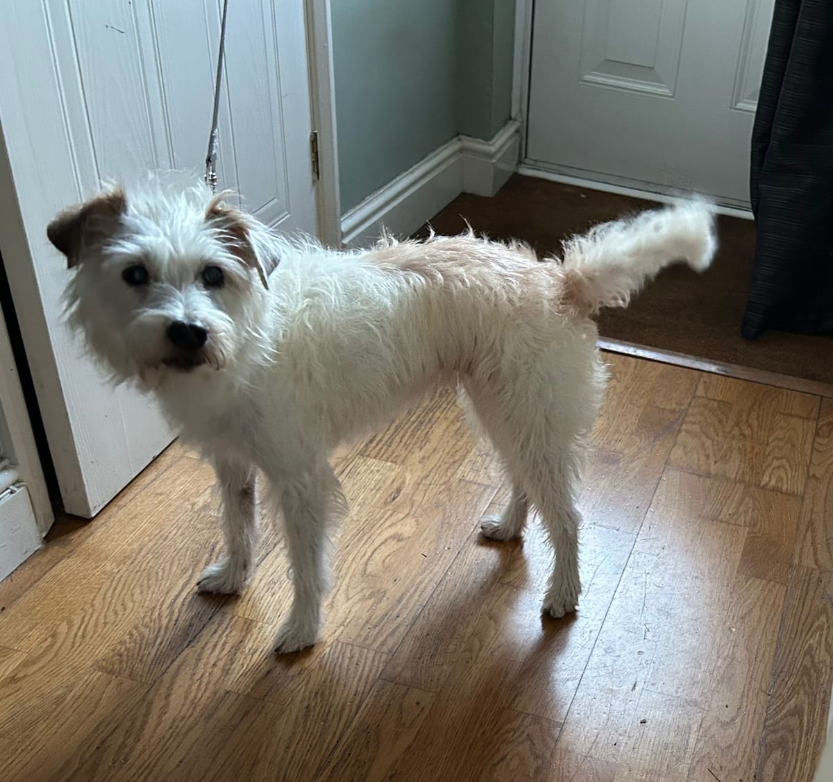 Pearl, a Unknown old unknown Soft Coated Wheaten Terrier available for adoption from Midlands Dog Rescue in Northamptonshire