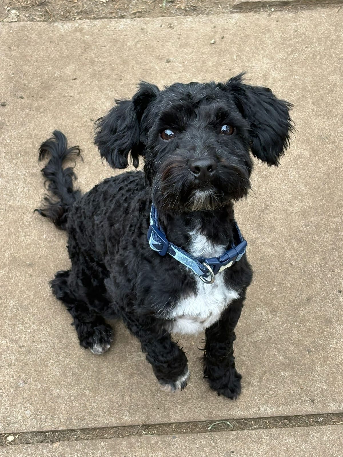 Reggie, a 2 years old unknown Yorkshire Terrier X Poodle available for adoption from Midlands Dog Rescue in Northamptonshire