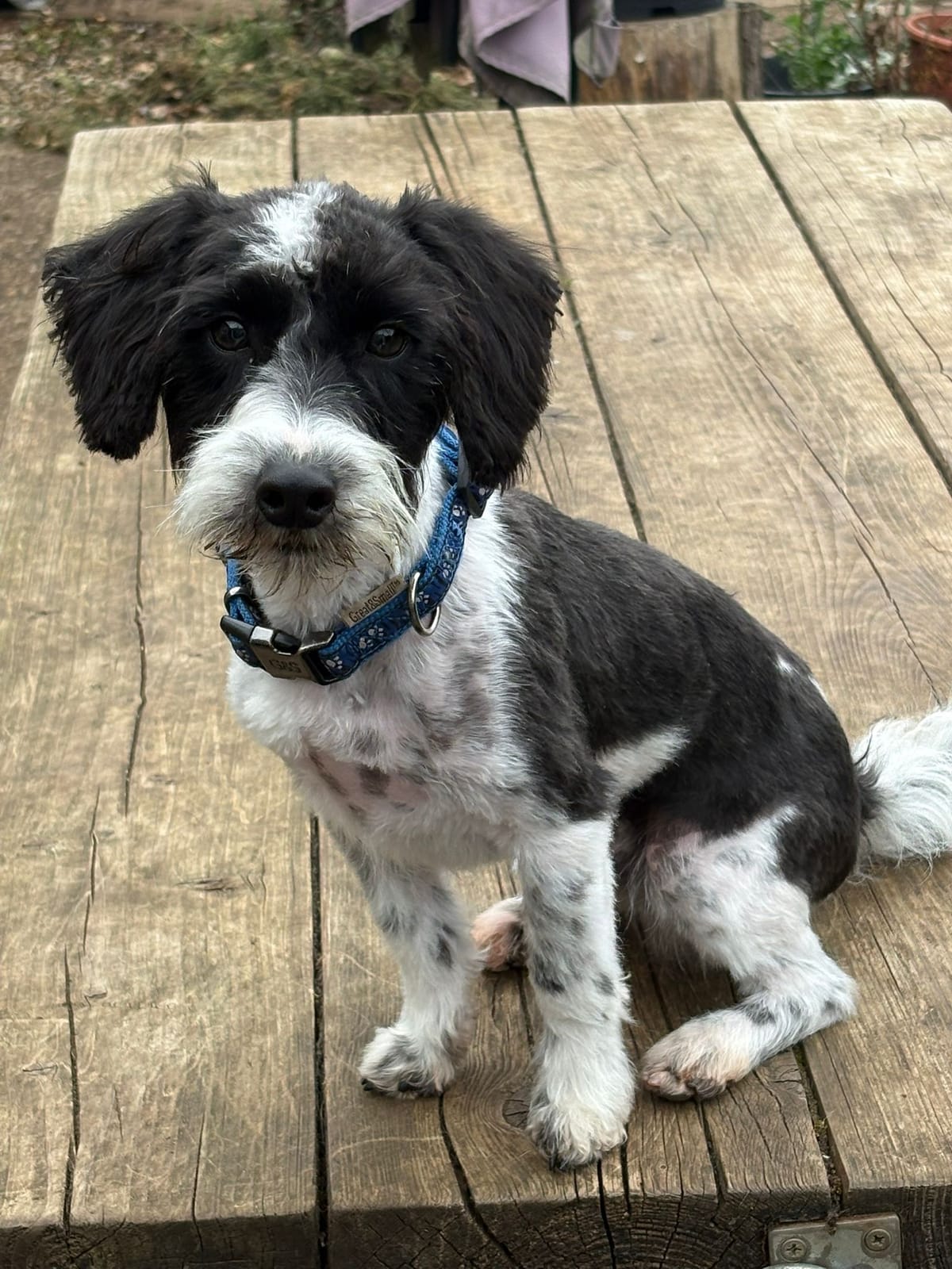 Patch, a 10 months old unknown Yorkshire Terrier X Poodle available for adoption from Midlands Dog Rescue in Northamptonshire