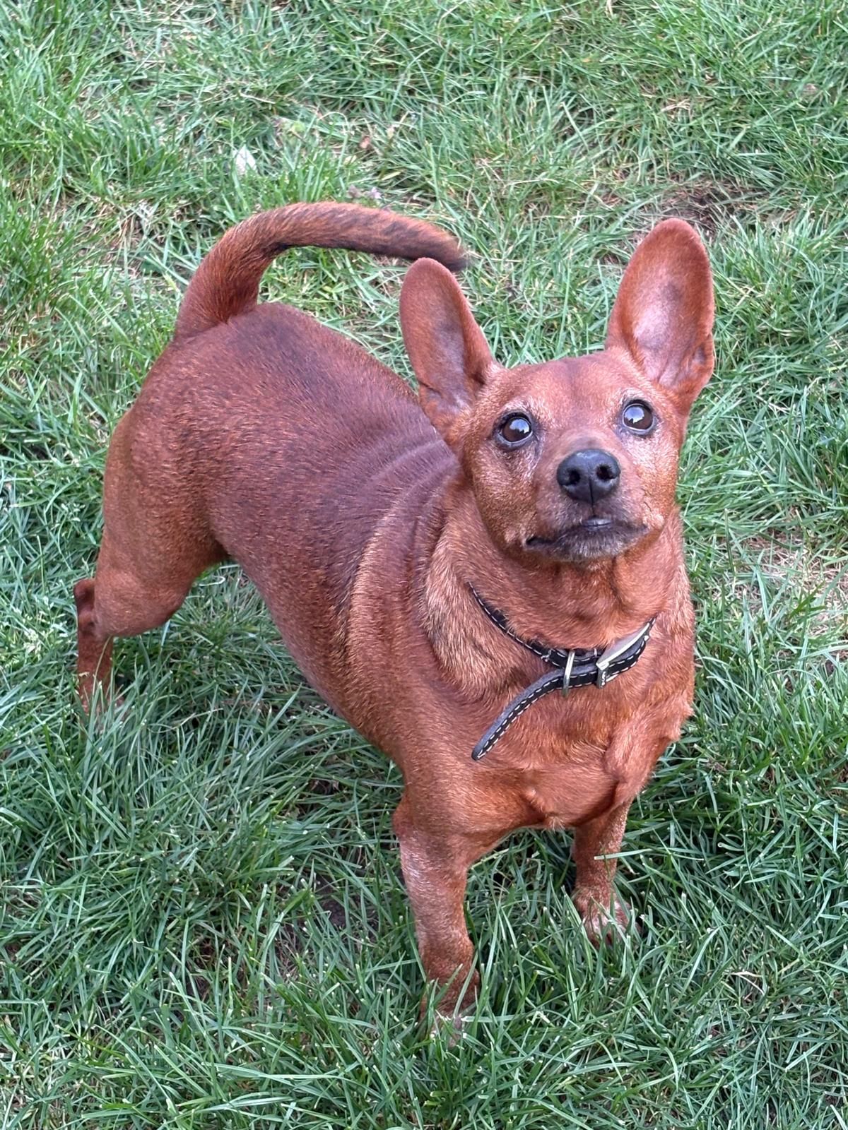 Rusty, a 5 years old unknown Miniature Pinscher available for adoption from Midlands Dog Rescue in Northamptonshire