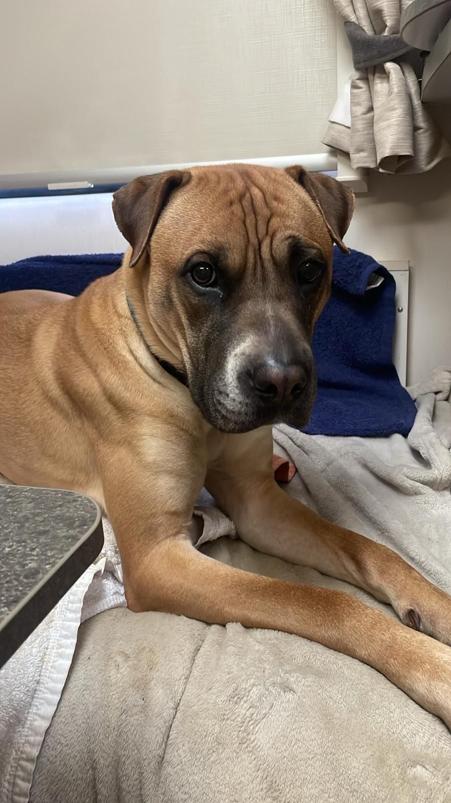 Axel, a 3 years old unknown Boxer available for adoption from Midlands Dog Rescue in Northamptonshire