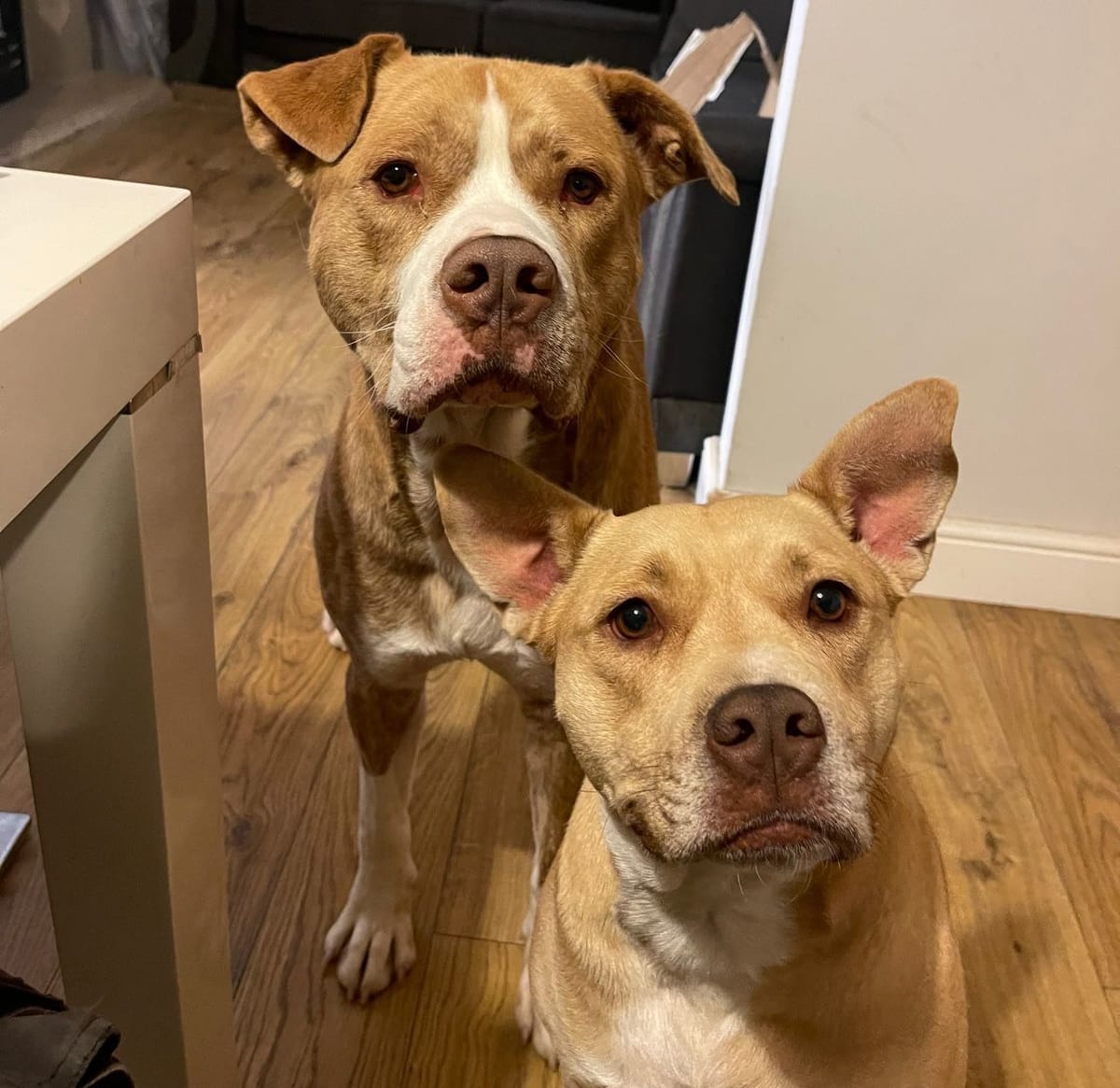 Bonnie & Ace, a 6 years old unknown Staffordshire Bull Terrier X Great Dane available for adoption from Midlands Dog Rescue in Northamptonshire