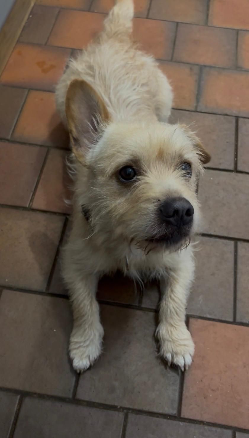 Reggie, a Unknown old unknown Unknown available for adoption from Midlands Dog Rescue in Northamptonshire