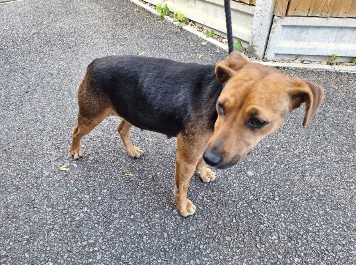 Bow, a Unknown old female Jack Russell Terrier available for adoption from Midlands Dog Rescue in Northamptonshire