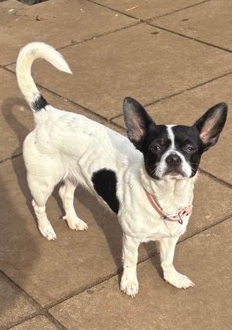 Sadie, a 2 years old unknown Jack Russell Terrier x Chihuahua available for adoption from Midlands Dog Rescue in Northamptonshire