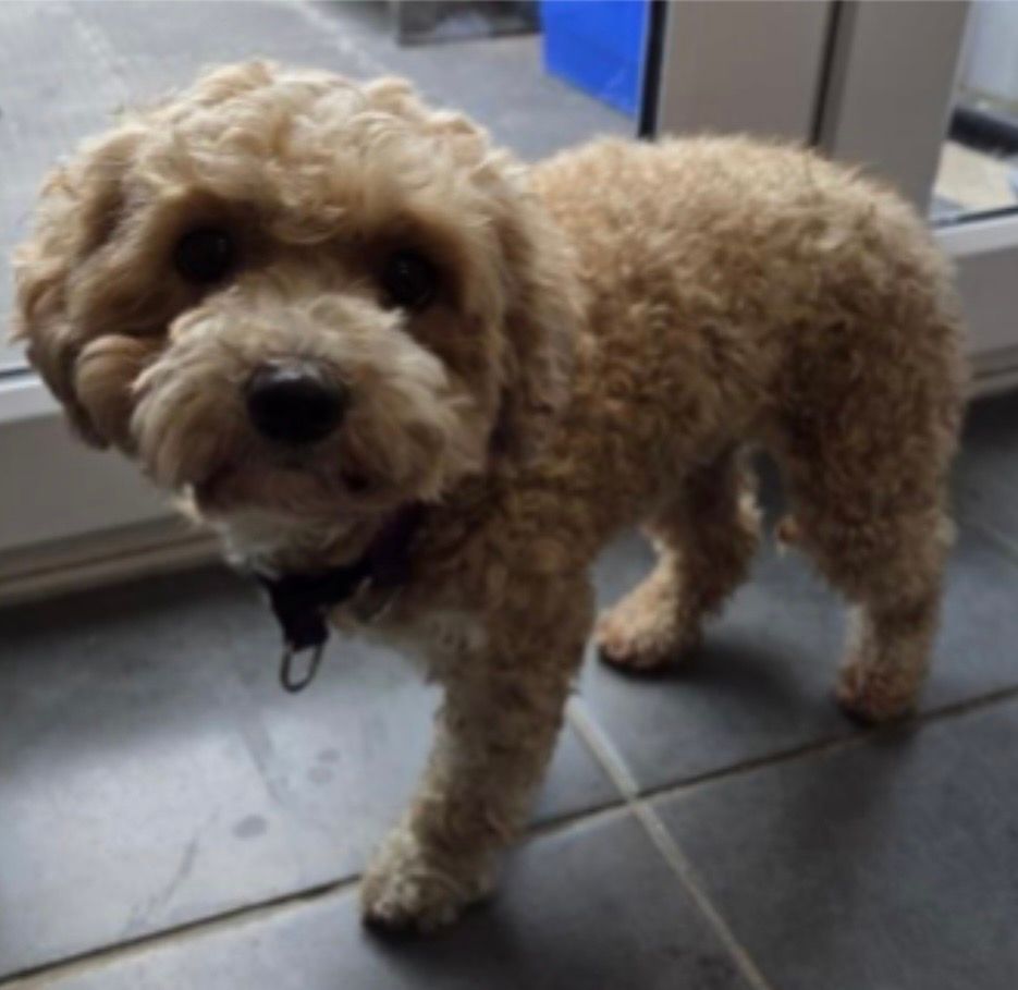Buttons, a 2 years old female Cavalier King Charles Spaniel X Poodle available for adoption from Midlands Dog Rescue in Northamptonshire