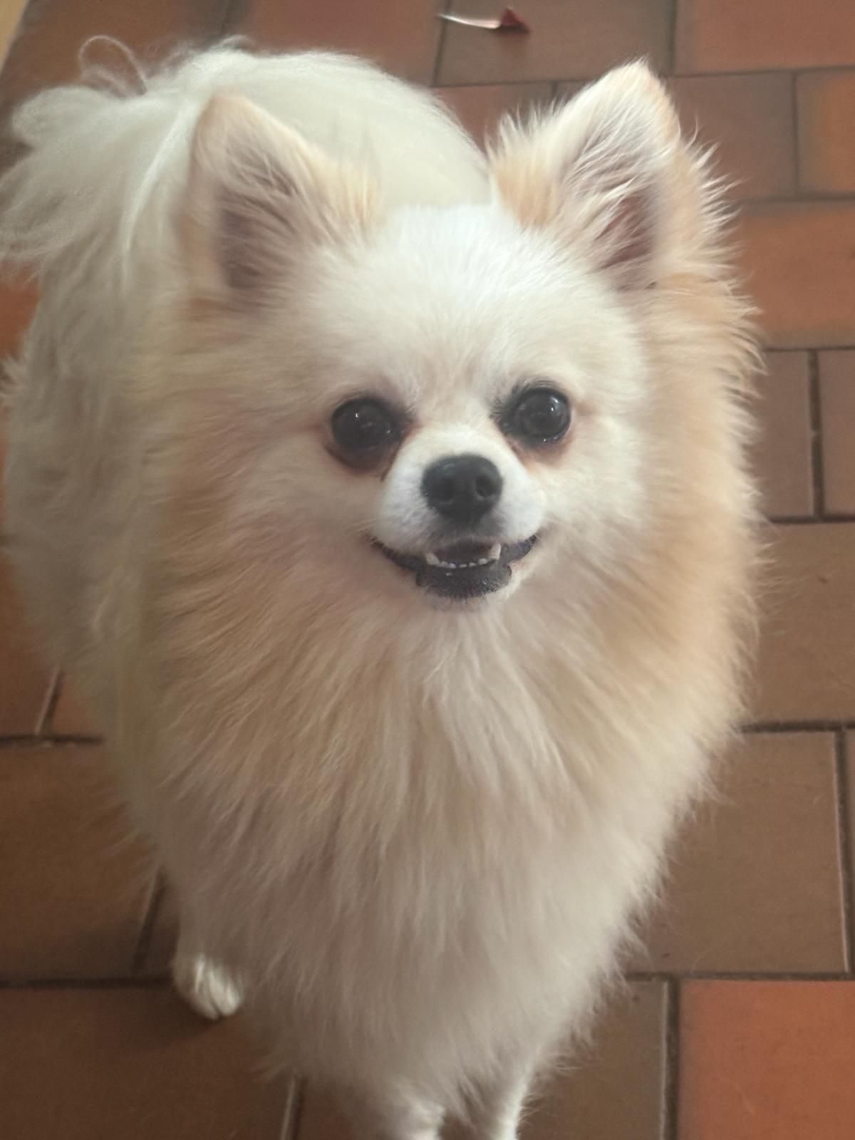 Pip, a 2 years old male Pomeranian available for adoption from Midlands Dog Rescue in Northamptonshire