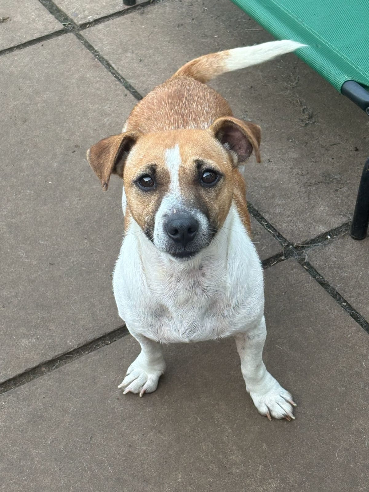 Polly, a 2 years old unknown Jack Russell Terrier available for adoption from Midlands Dog Rescue in Northamptonshire