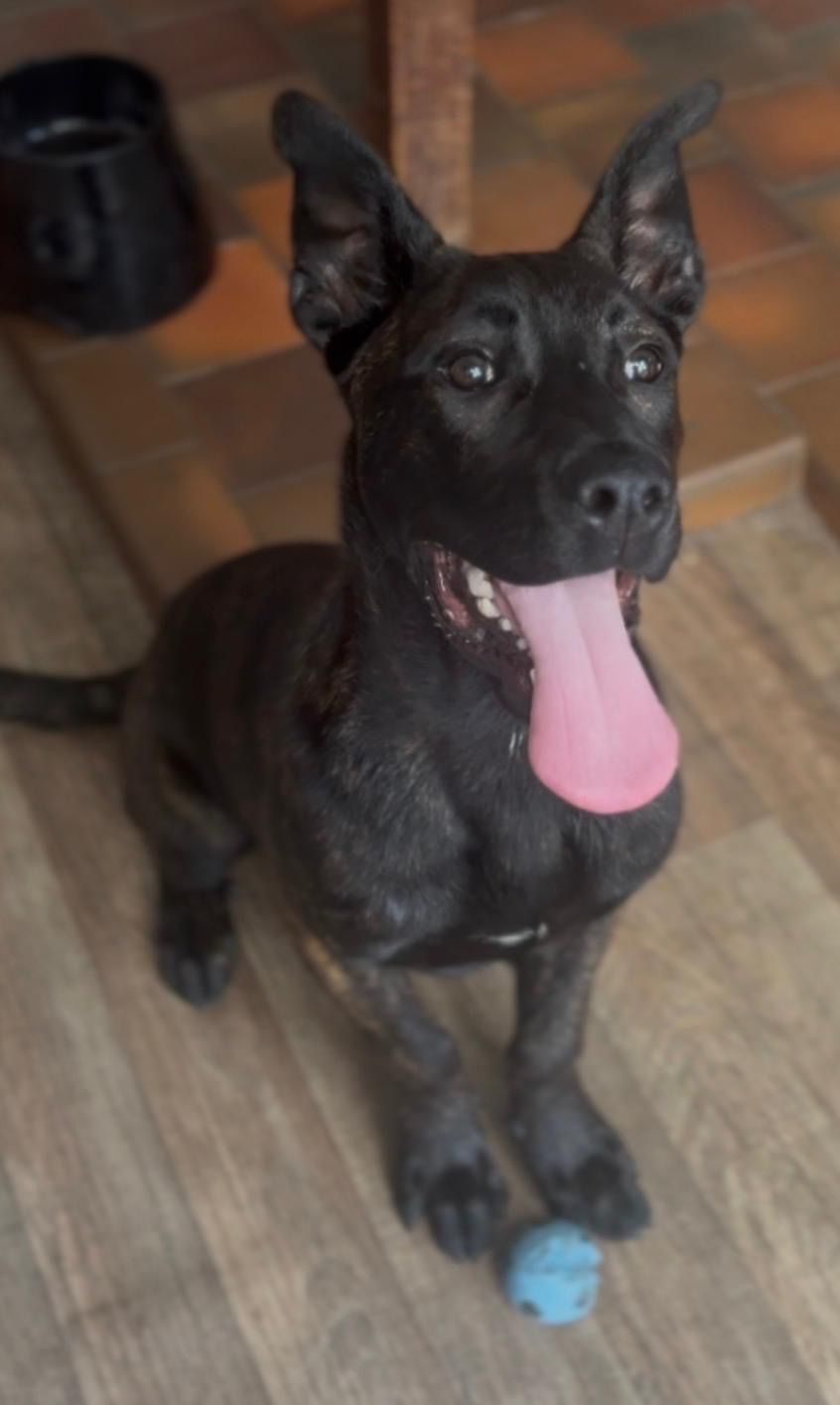 Marley, a 5 months old unknown Crossbreed available for adoption from Midlands Dog Rescue in Northamptonshire