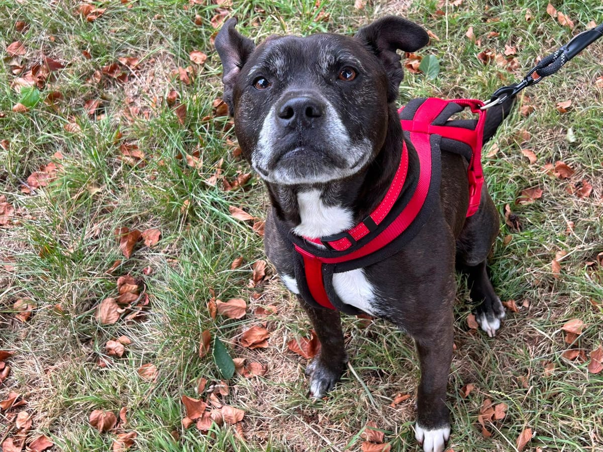 Dexter, a 9 years old unknown Staffordshire Bull Terrier available for adoption from Midlands Dog Rescue in Northamptonshire