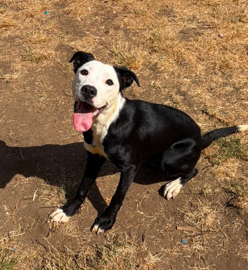Domino, a 7 months old unknown Staffordshire Bull Terrier available for adoption from Midlands Dog Rescue in Northamptonshire