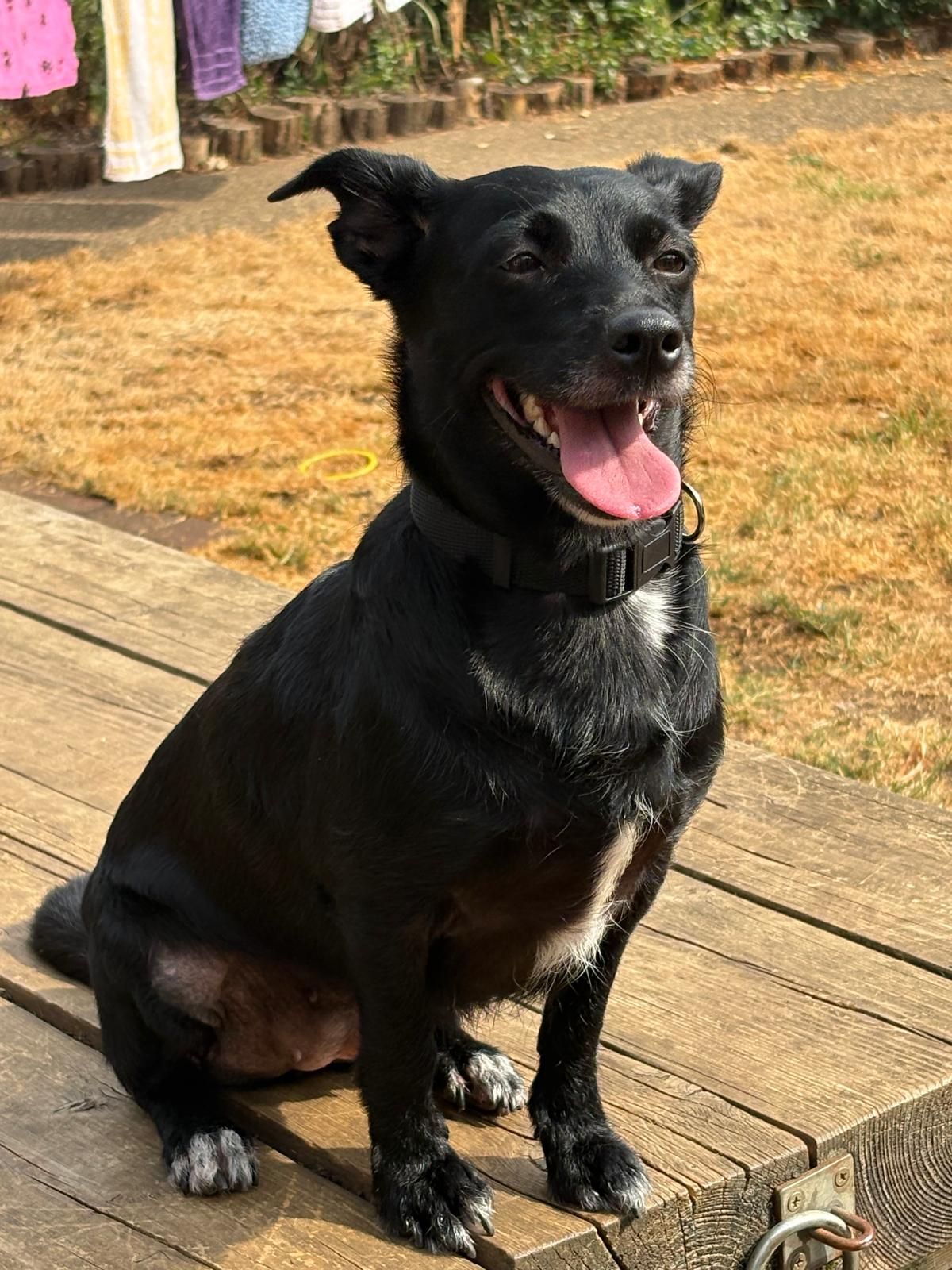 Dory, a 3 years old unknown Finnish Spitz available for adoption from Midlands Dog Rescue in Northamptonshire